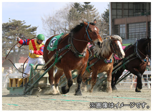 ばんえい競馬ﾚｰｽ観戦と札幌ﾌﾘｰ散策ﾂｱｰ